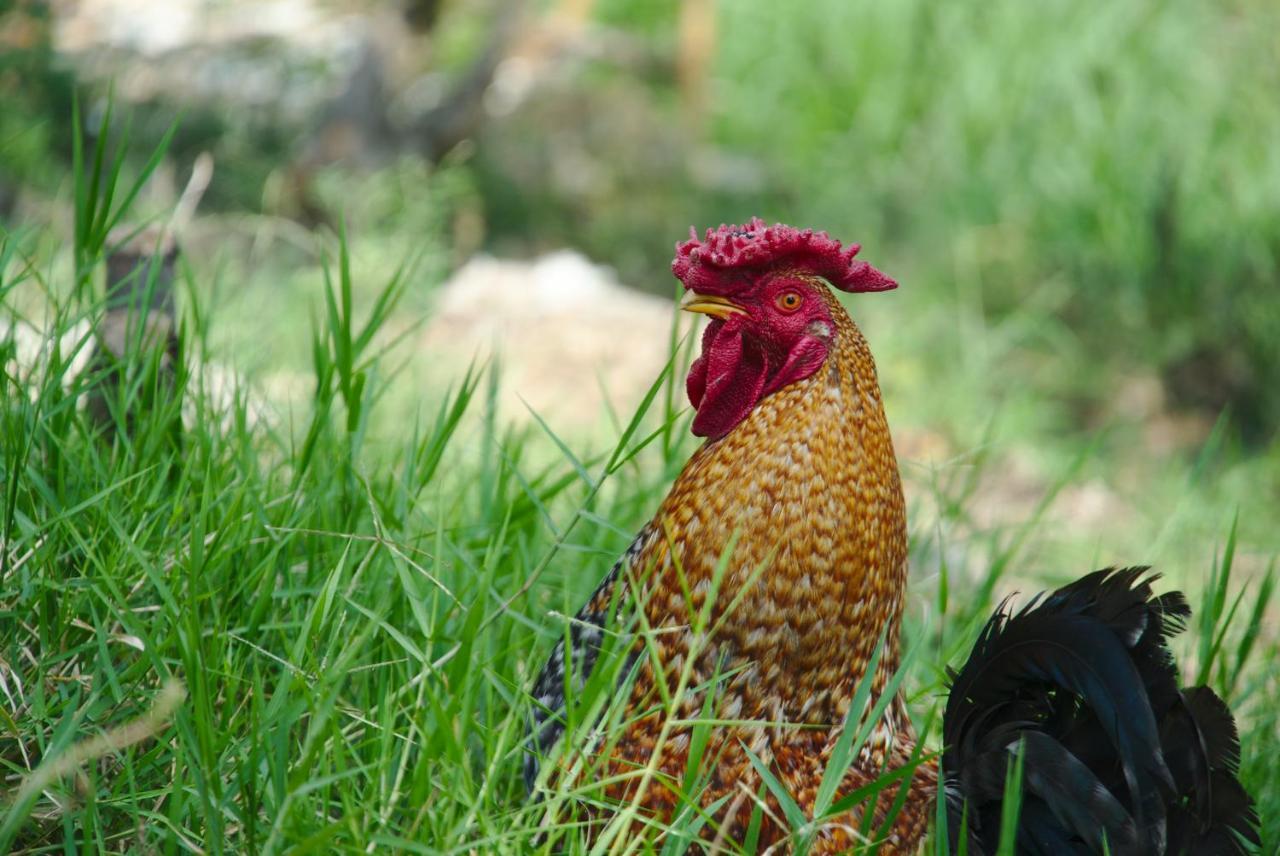 Finca Umnisa - Choachi Ngoại thất bức ảnh